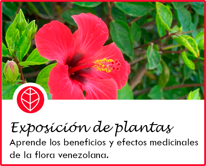 Exposición de plantas1