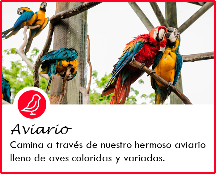 pajaro1
